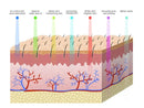 Máscara Facial Fóton  7 Cores EcoVolt
