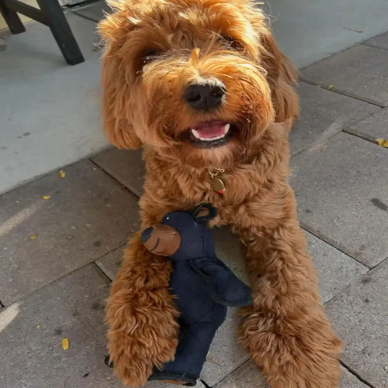 UrsoMax™2025 brinquedo para cães